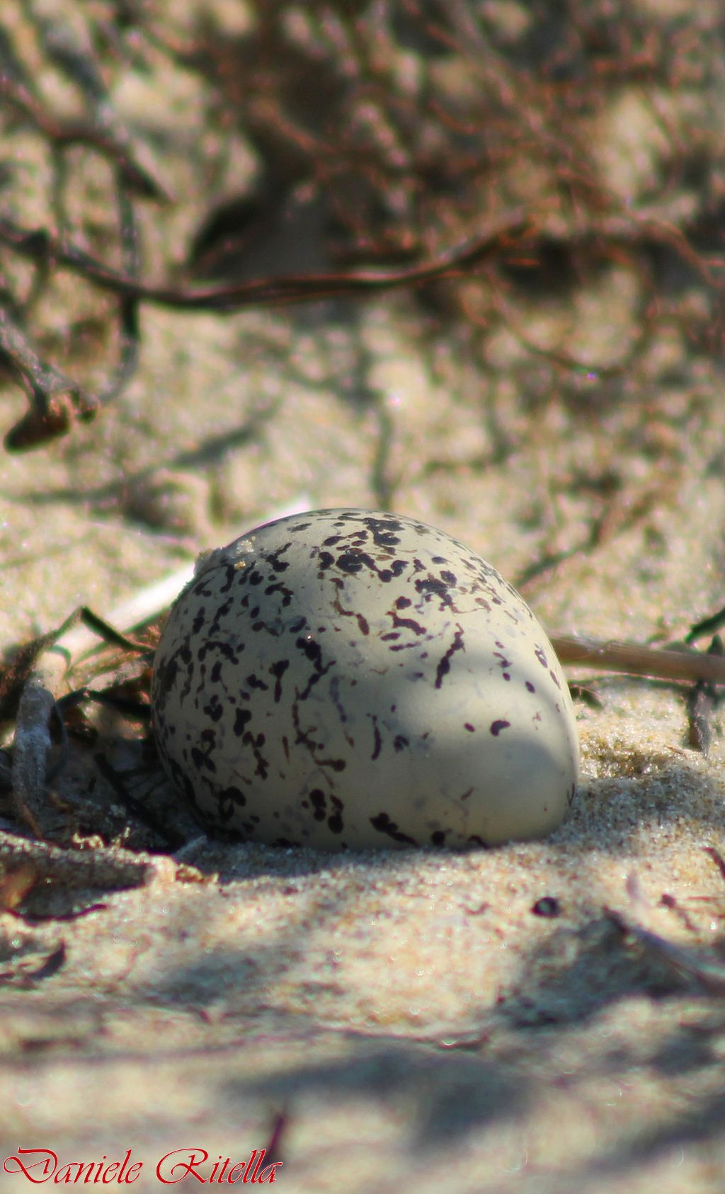 Charadrius alexandrinus: maschio o femmina???